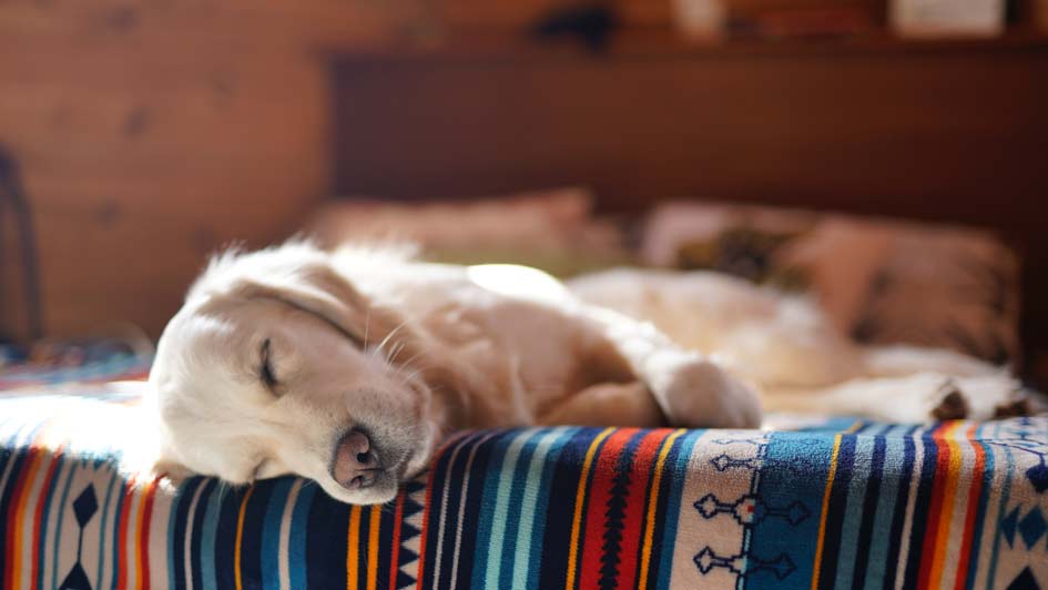 Dog napping on a bed in the sunshine